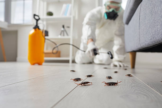 Trusted Termite Control service in Seabrook Island, SC - Nex Pest Control